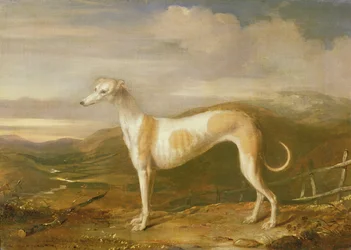 Lévrier